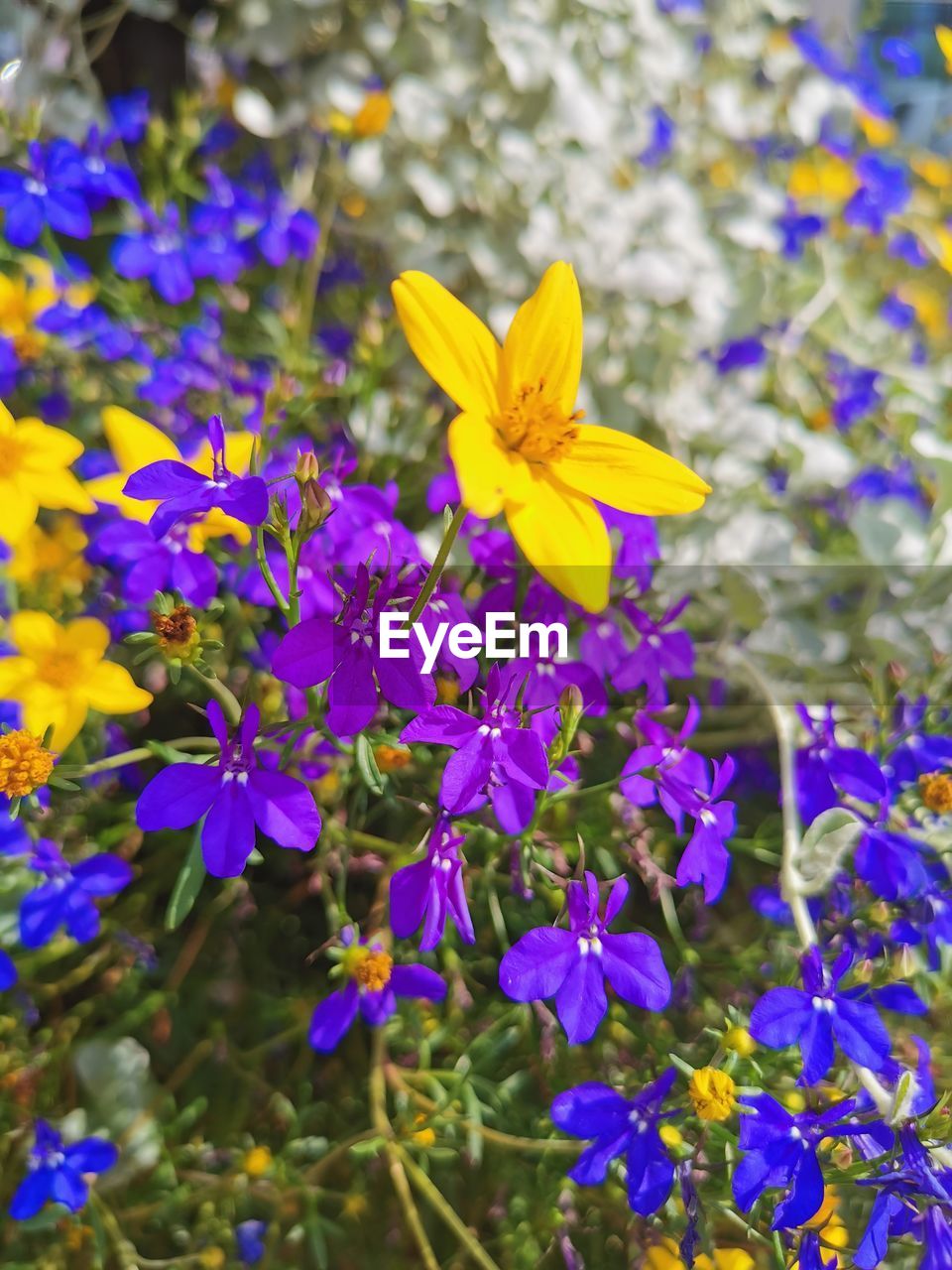 CLOSE-UP OF PURPLE FLOWERING PLANT