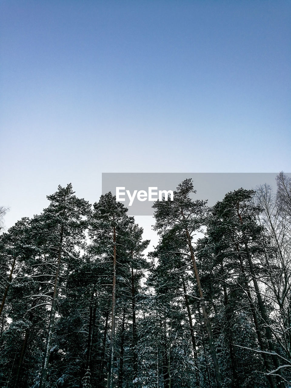 LOW-ANGLE VIEW OF TREES AGAINST CLEAR SKY