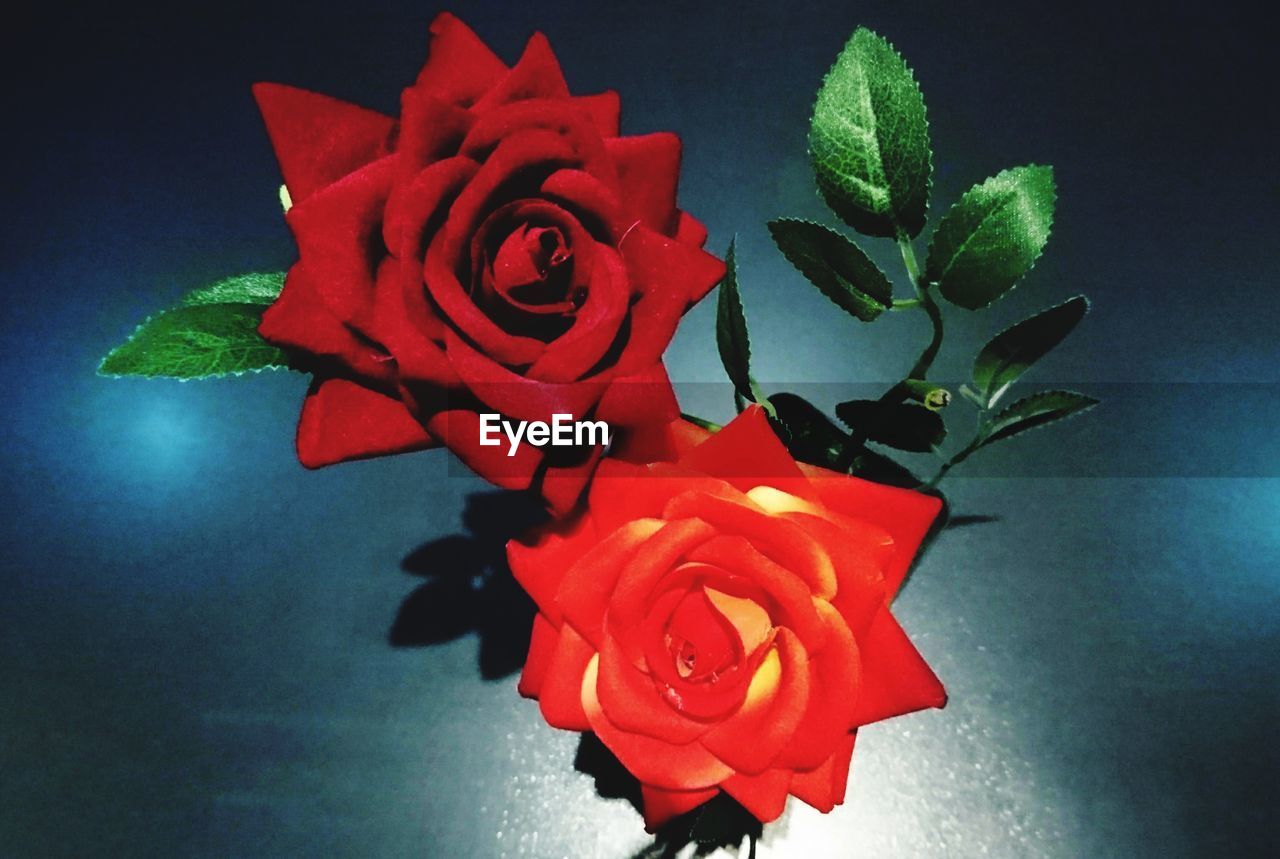 Close-up of red rose blooming outdoors