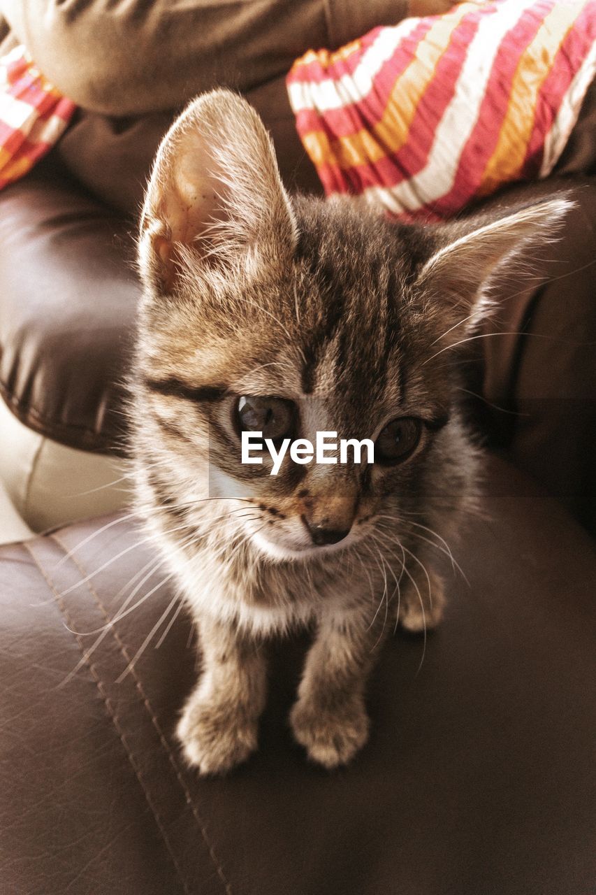 CLOSE-UP PORTRAIT OF A CAT