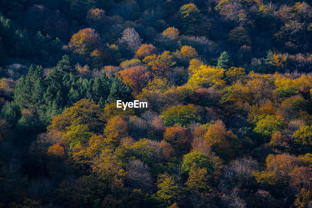 HIGH ANGLE VIEW OF AUTUMN TREE IN FOREST