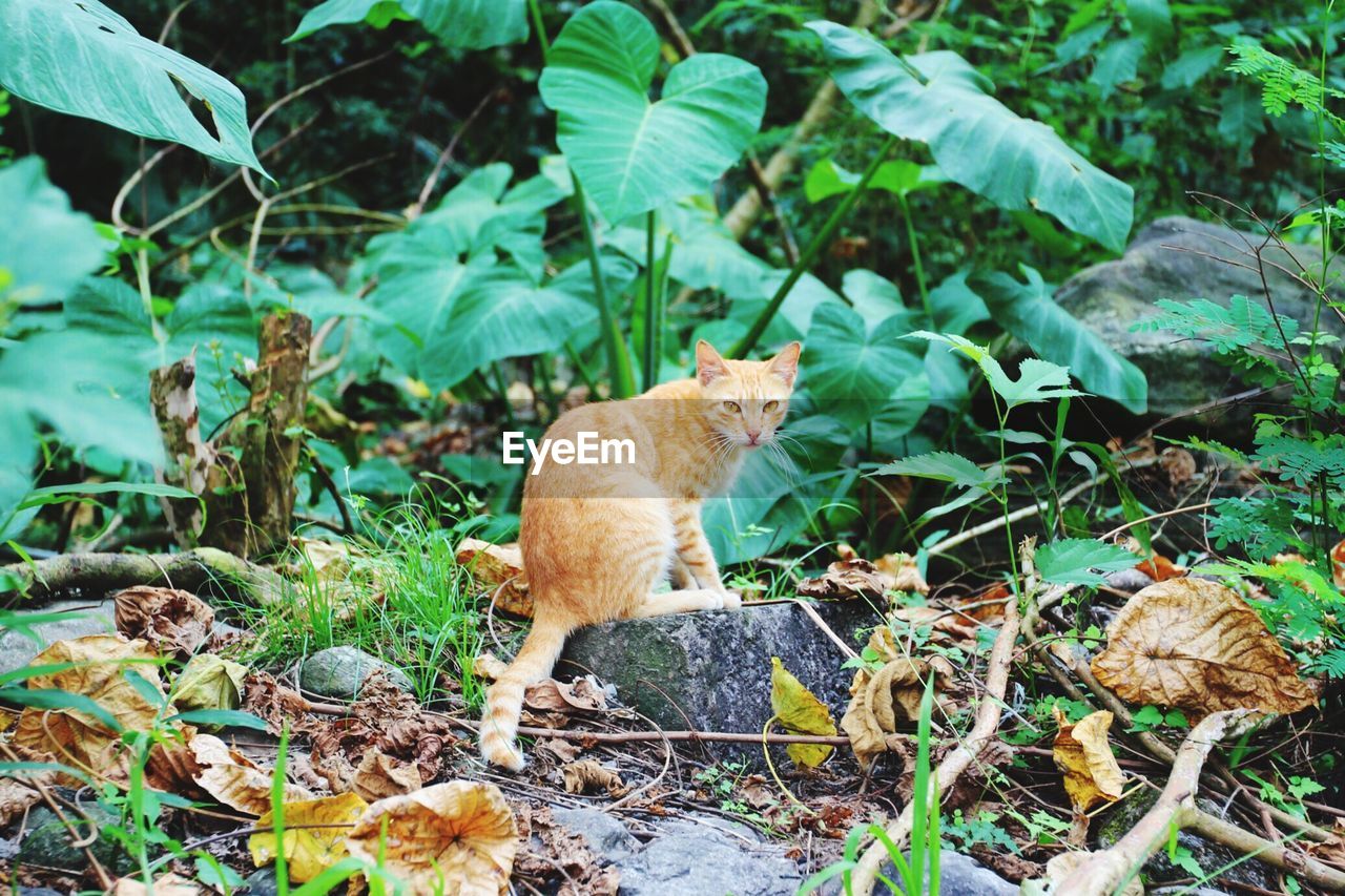 Cat sitting by plants