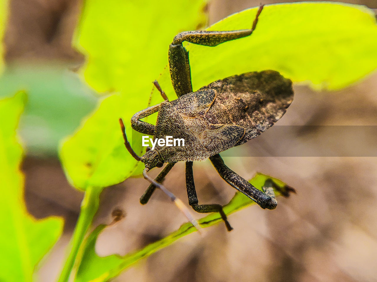 CLOSE-UP OF GRASSHOPPER