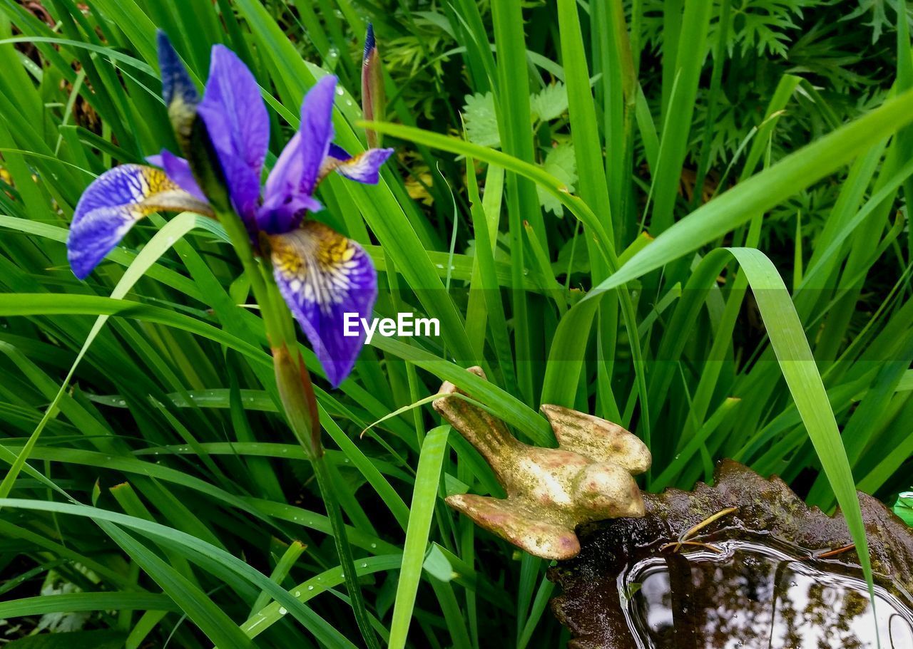 CLOSE-UP OF PURPLE IRIS ON FIELD