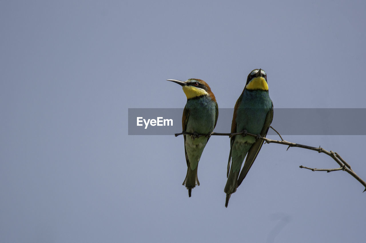 LOW ANGLE VIEW OF BIRDS PERCHING ON BRANCH