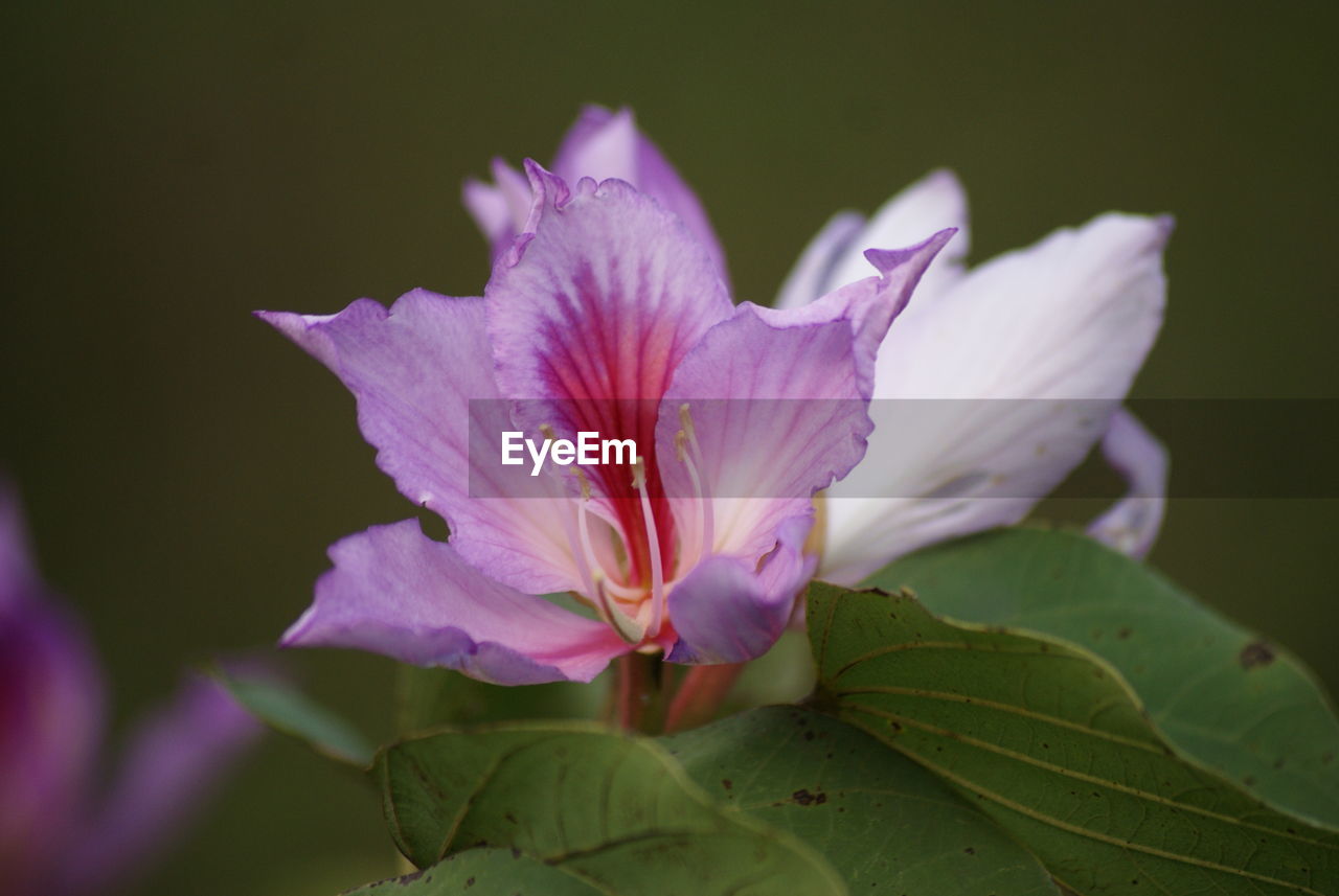 CLOSE-UP OF PURPLE FLOWERS BLOOMING OUTDOORS