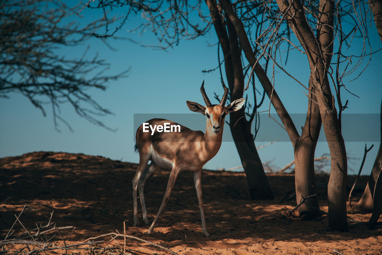 Deer standing in a field