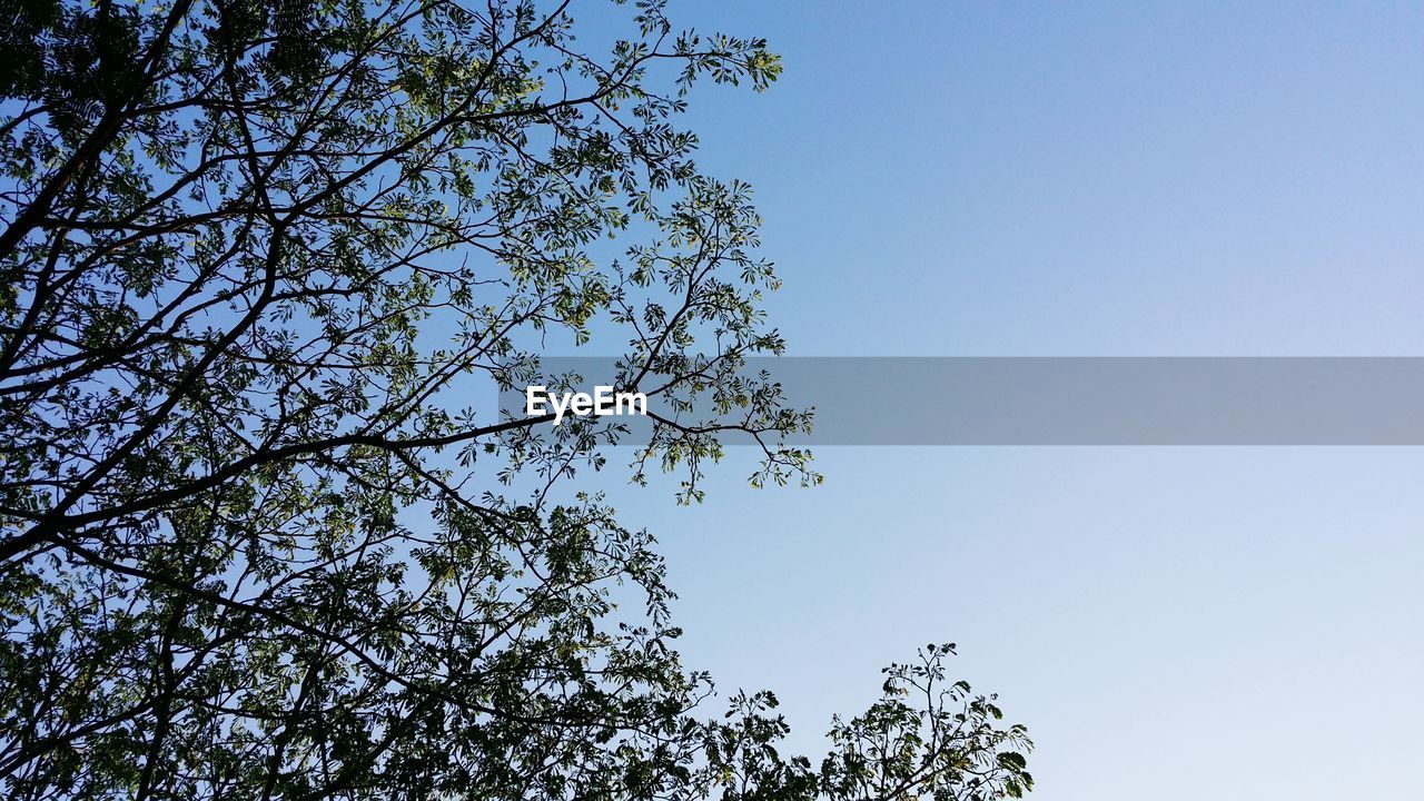 LOW ANGLE VIEW OF TREES AGAINST CLEAR SKY