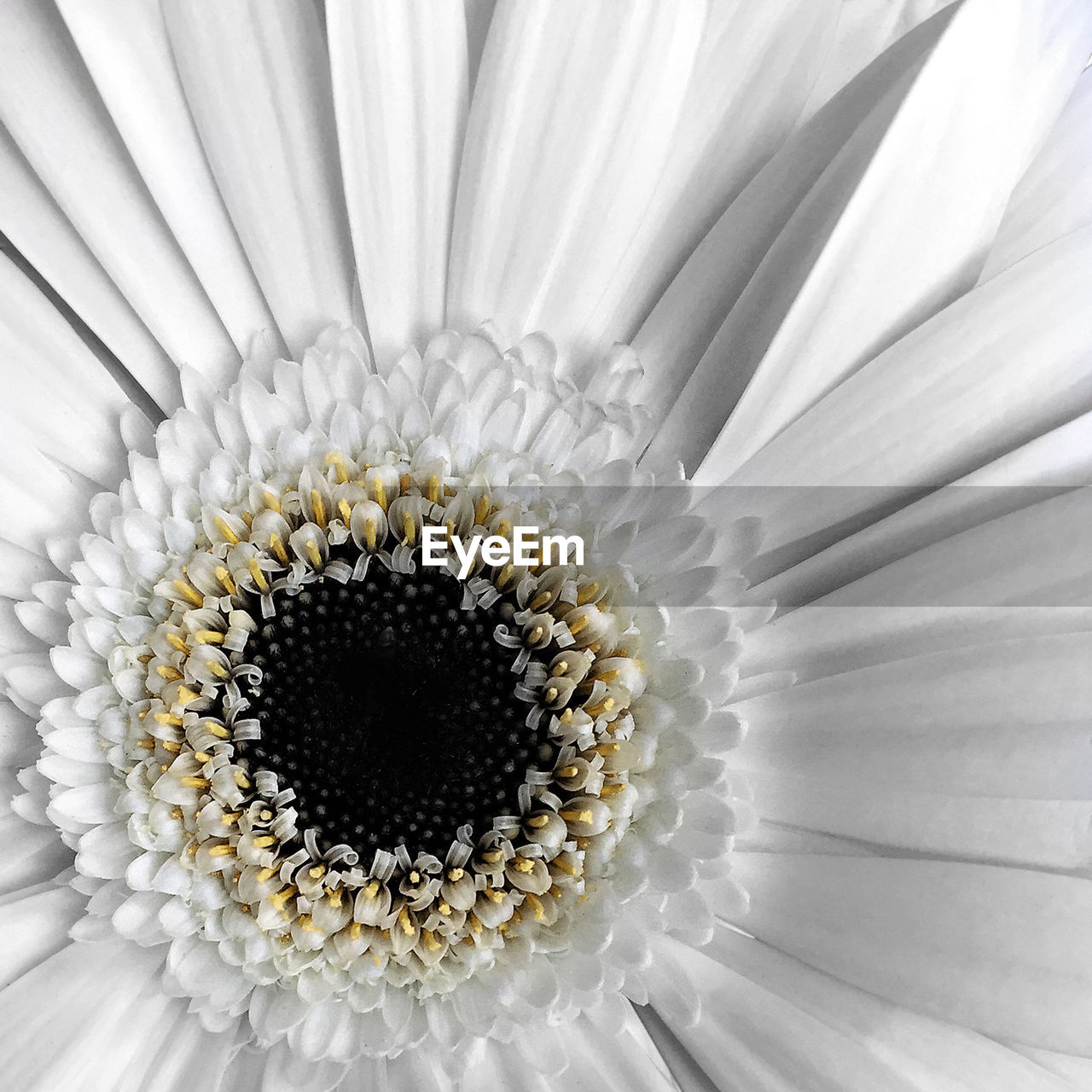 Full frame shot of white flower