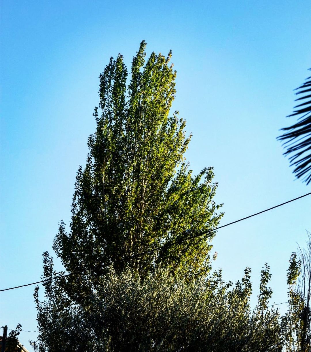 LOW ANGLE VIEW OF TREES AGAINST SKY