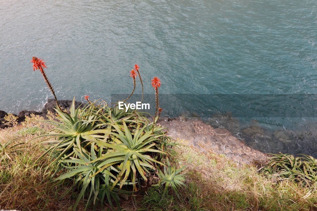 High angle view of plants by sea
