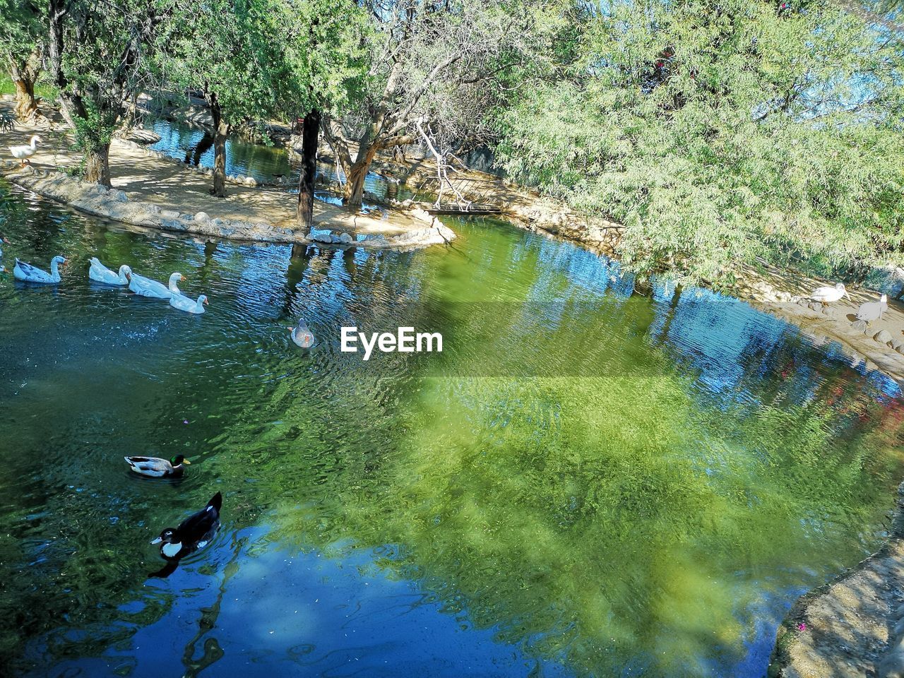 HIGH ANGLE VIEW OF SWIMMING IN LAKE