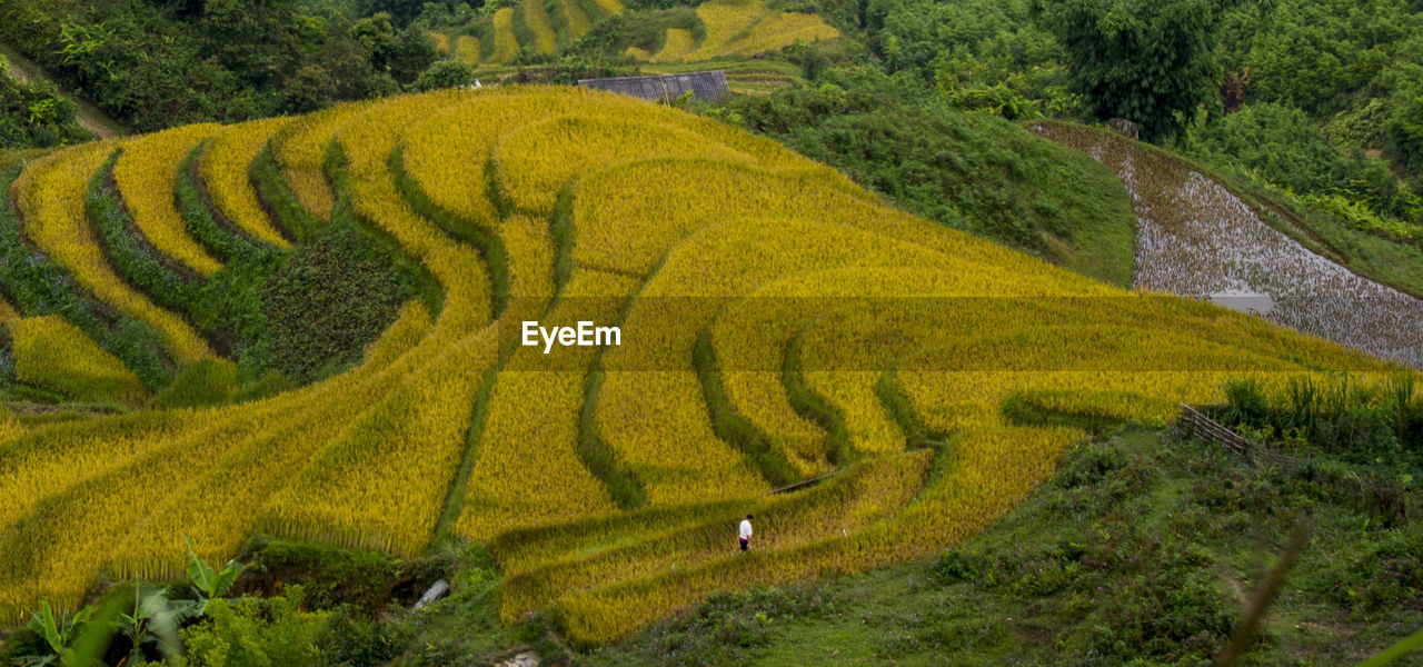 Aerial view of terraced field