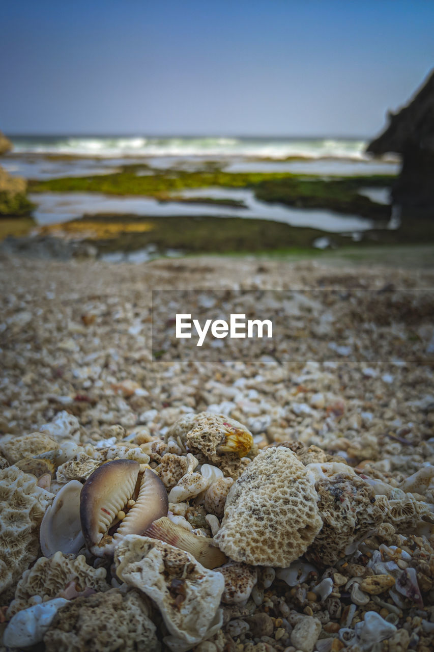 CLOSE-UP OF SHELL ON BEACH