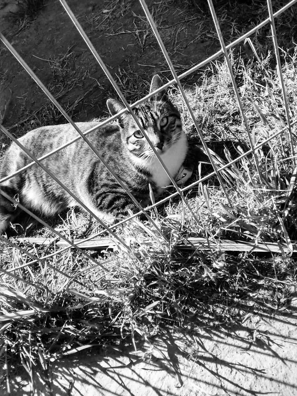 Portrait of cat in front of fence on field