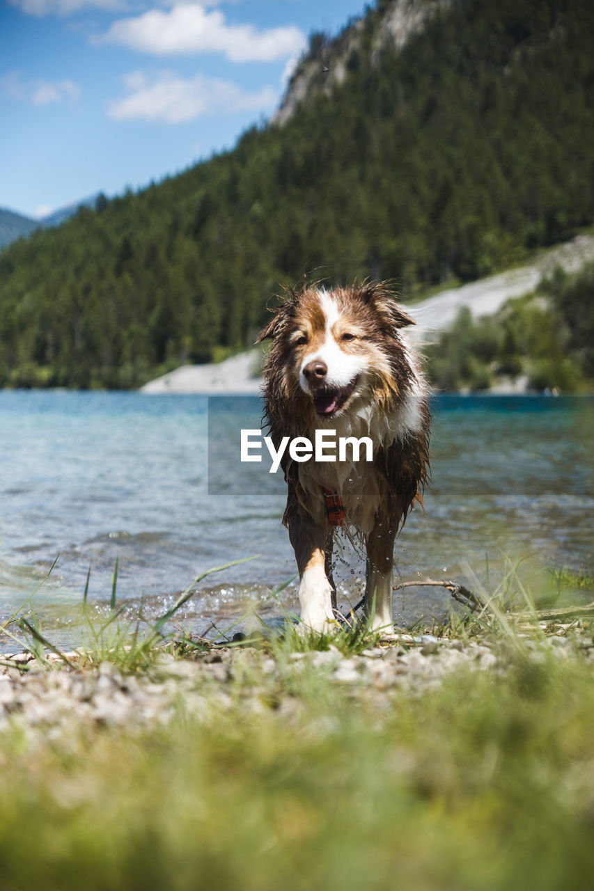 Dog standing in lake
