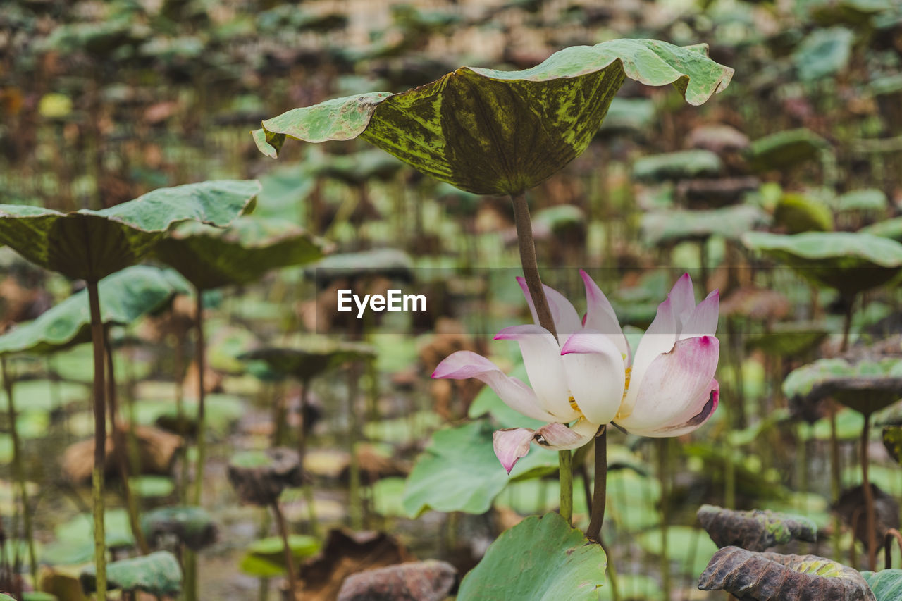 Close-up of pink lotus water lily