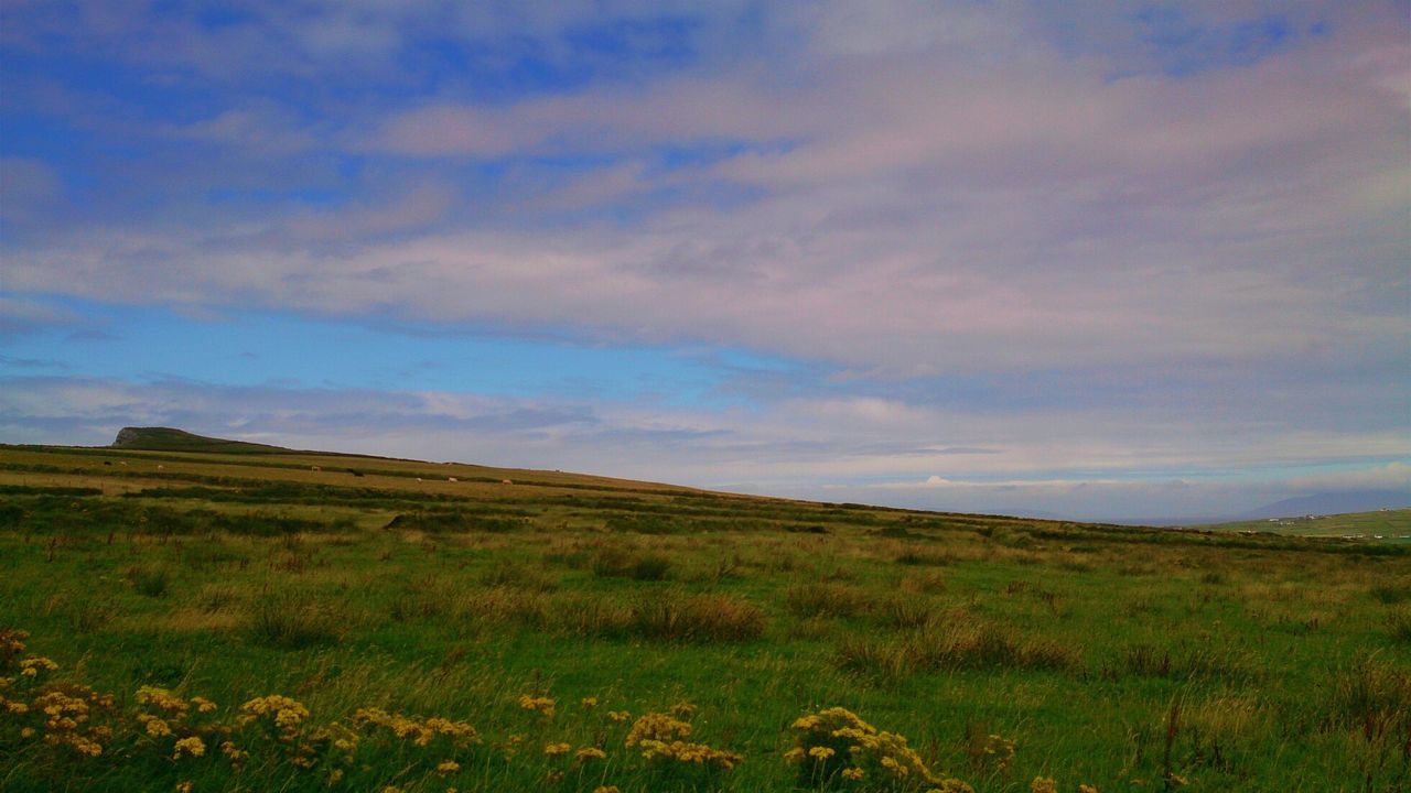 SCENIC VIEW OF GRASSY FIELD AGAINST SKY