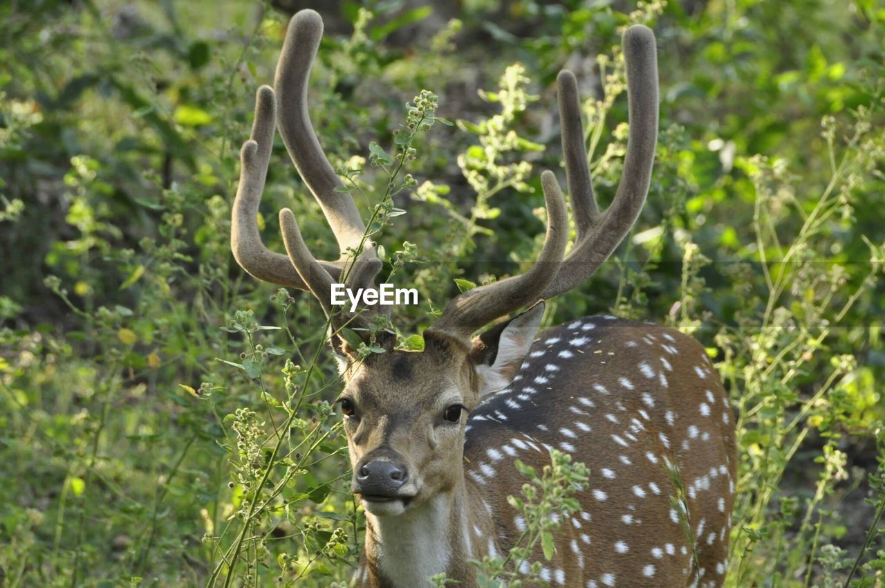 PORTRAIT OF DEER ON TREE