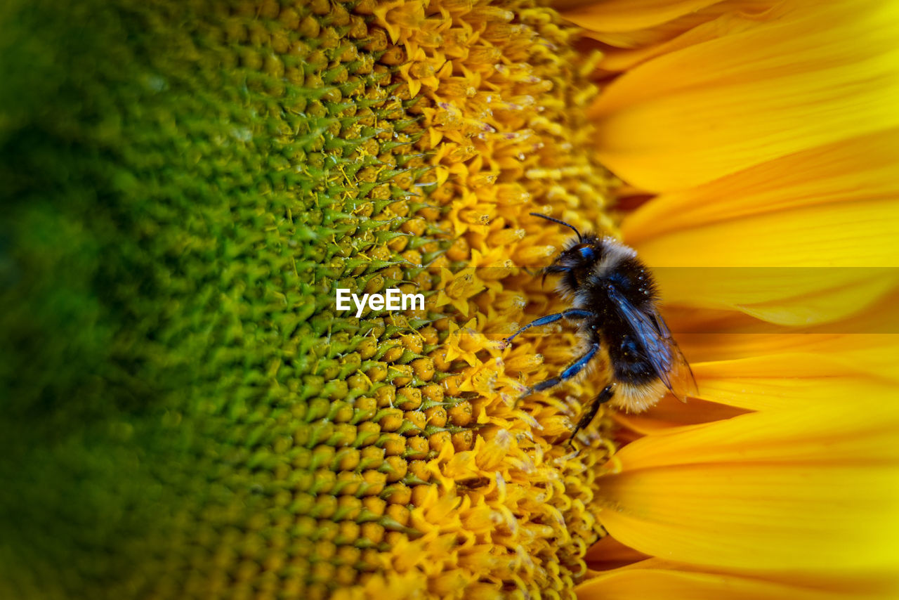 CLOSE-UP OF INSECT POLLINATING ON SUNFLOWER