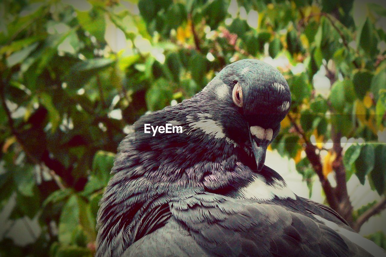 CLOSE-UP OF BIRD PERCHING ON TREE