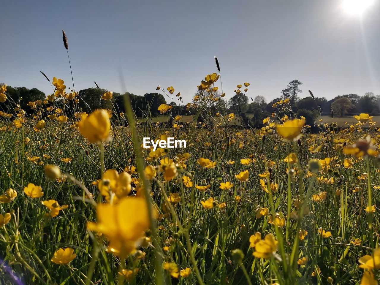 YELLOW FLOWERS GROWING ON FIELD