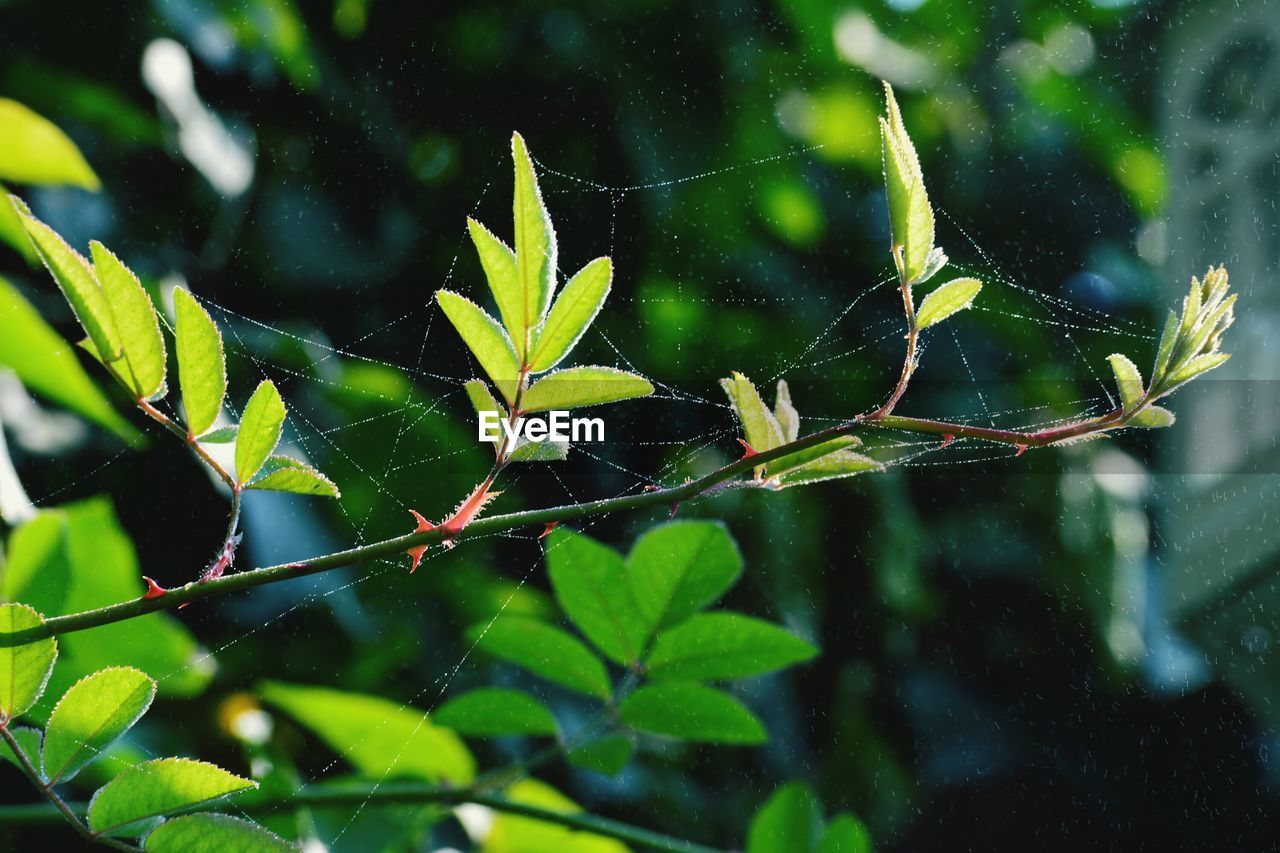 Close-up of plant with water drops