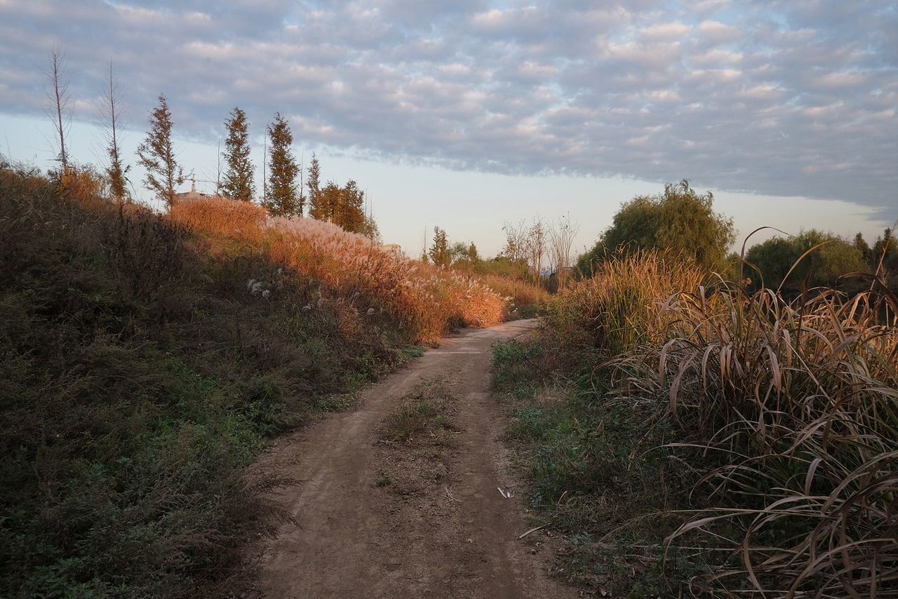 Dirt road amidst trees in forest against sky