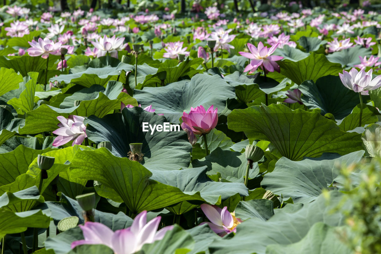 Close-up of pink flowers blooming outdoors