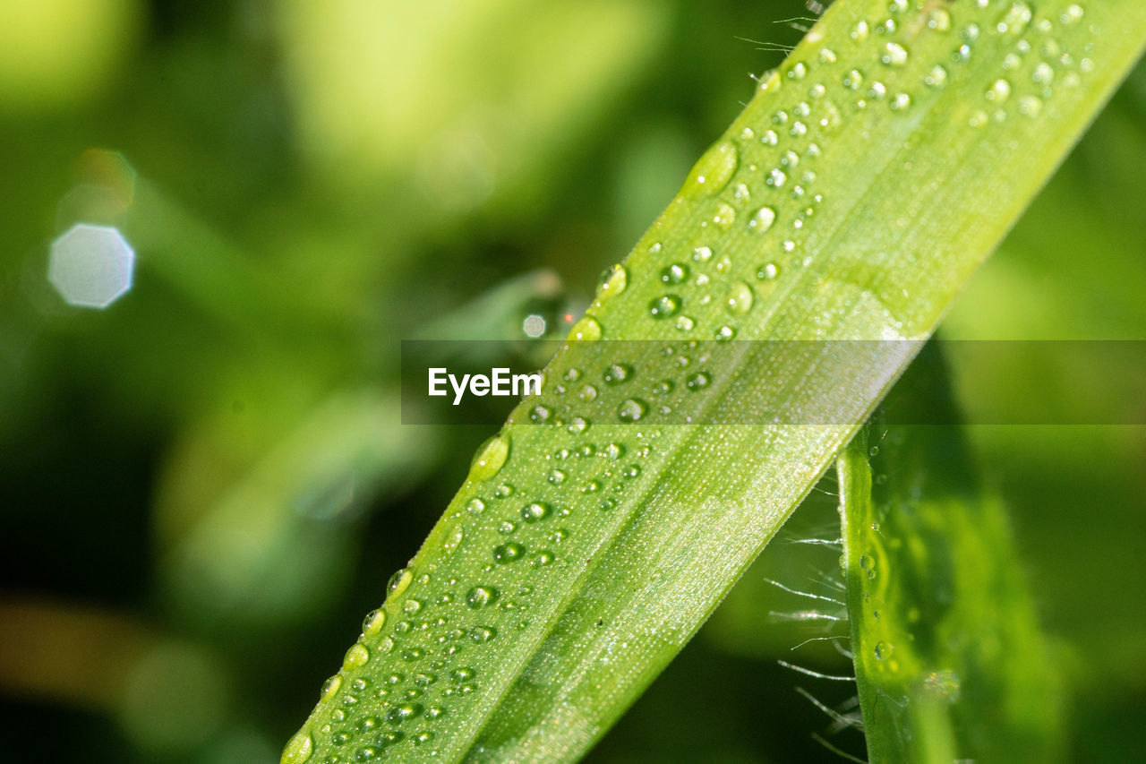 Close-up of raindrops on green leaves