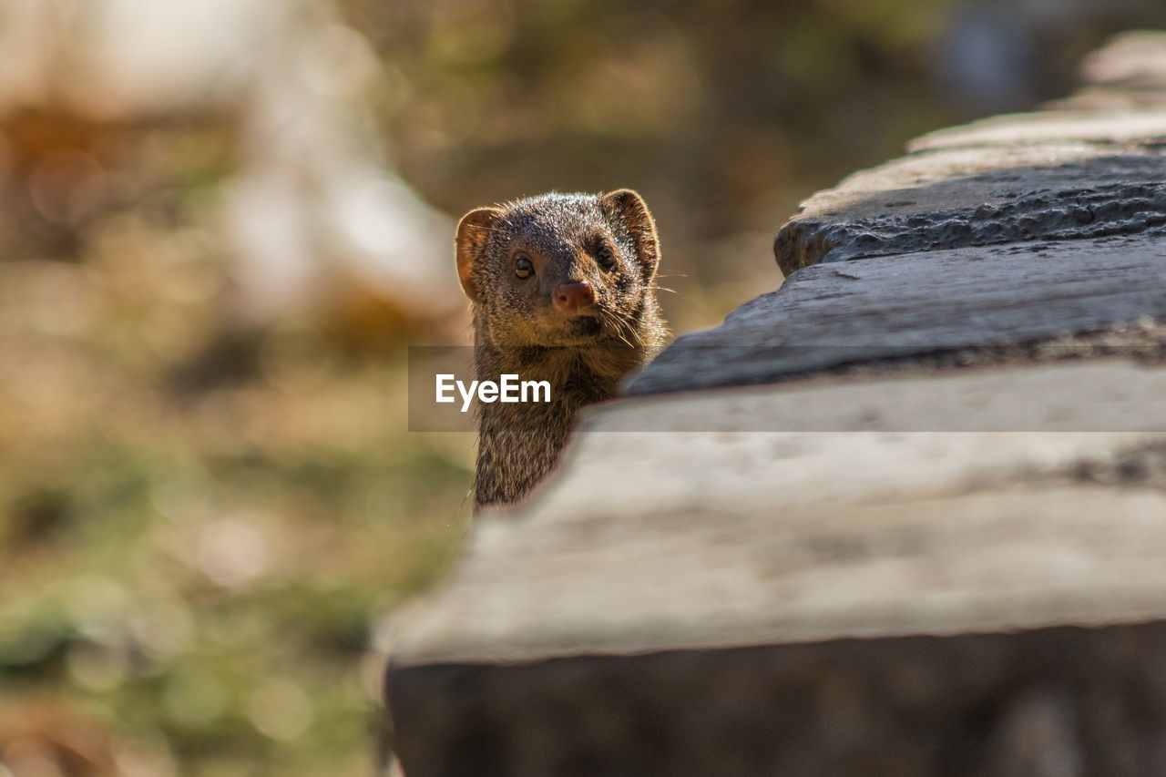 CLOSE-UP OF A TREE TRUNK