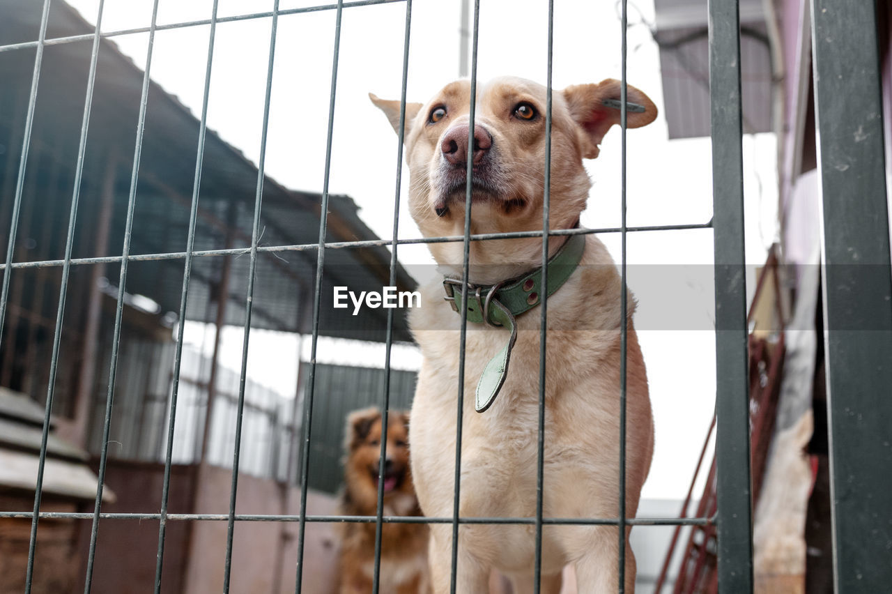 Dog waiting for adoption in animal shelter. homeless dog in the shelter. stray animals concept.