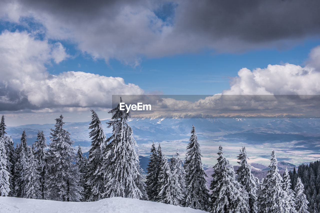 Panoramic view of trees on snow covered landscape