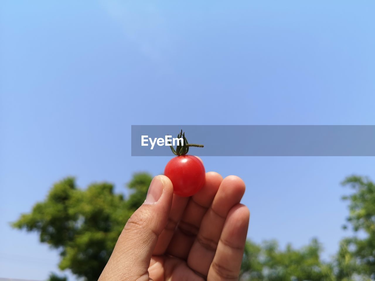Fingers holding cherry tomato