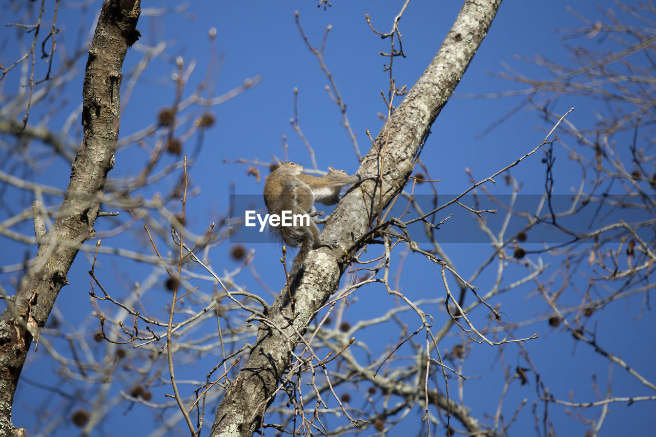 Pair of eastern gray squirrels sciurus carolinensis mating in a tree