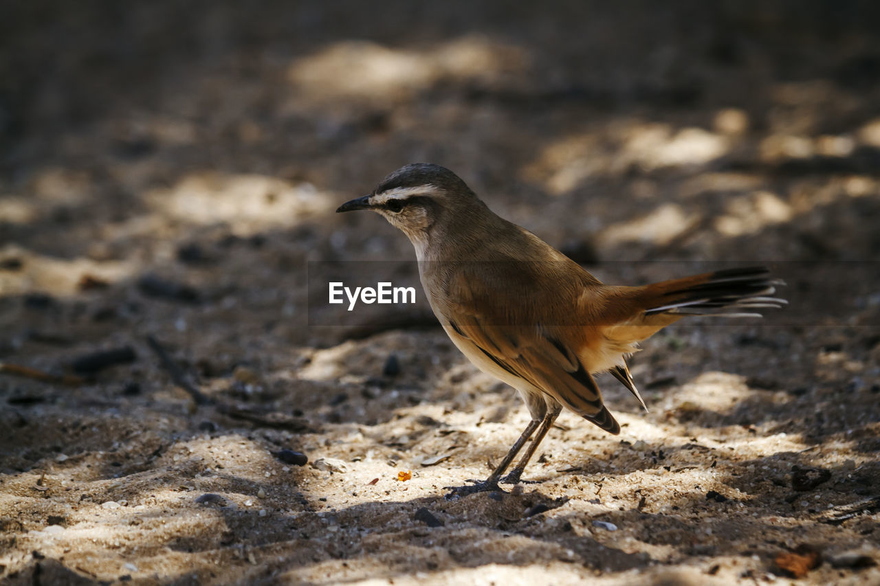 SIDE VIEW OF BIRD ON LAND