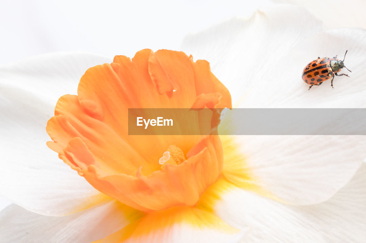 CLOSE-UP OF INSECT POLLINATING ON FLOWER