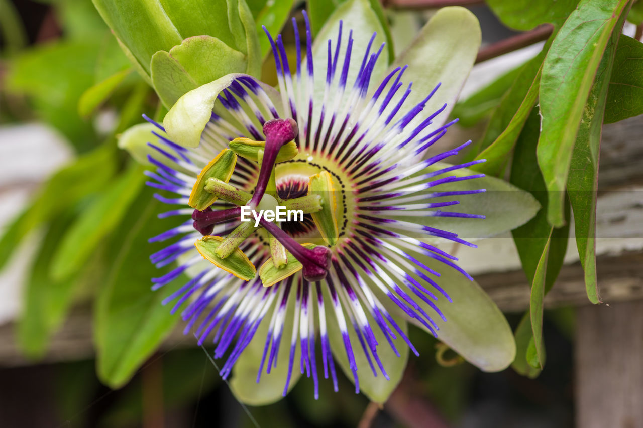 Close-up of purple flower
