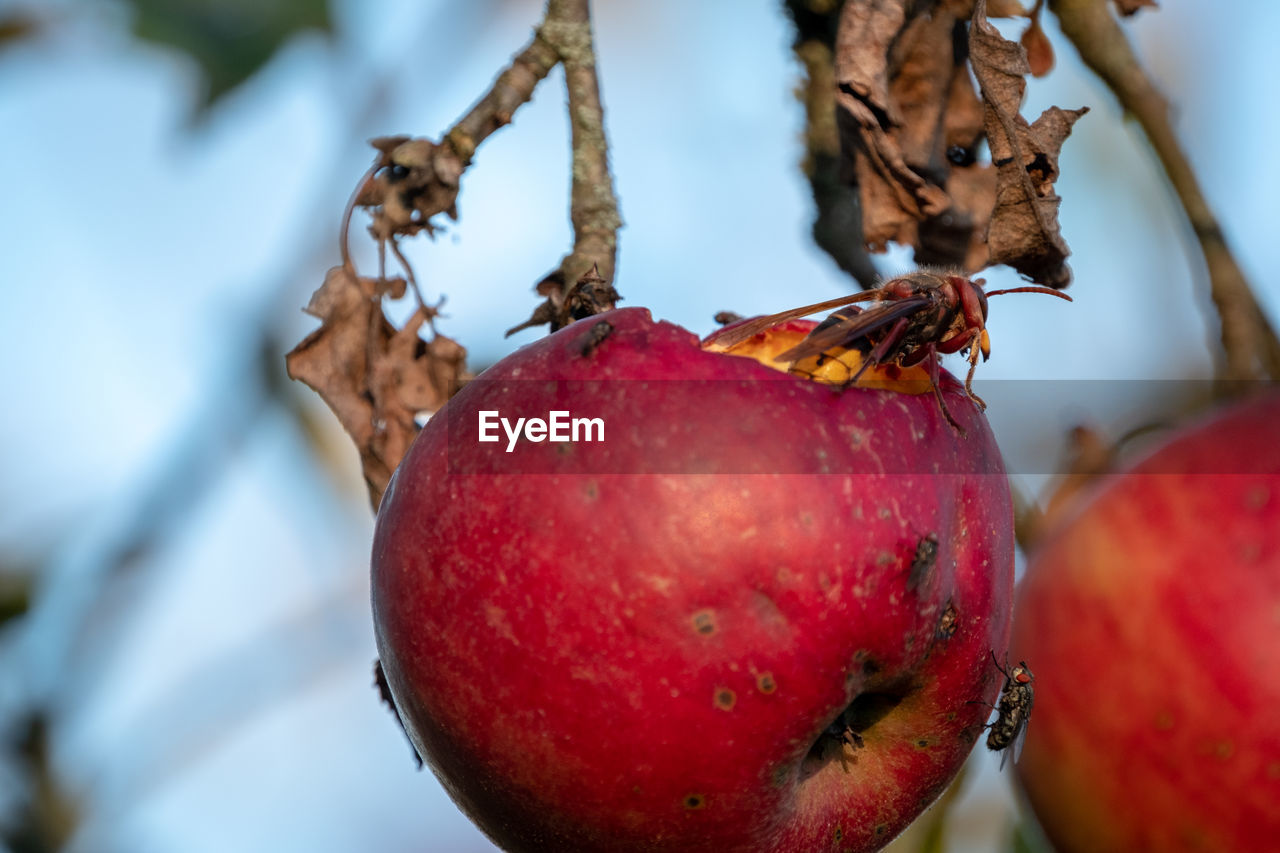 CLOSE-UP OF APPLES ON BRANCH