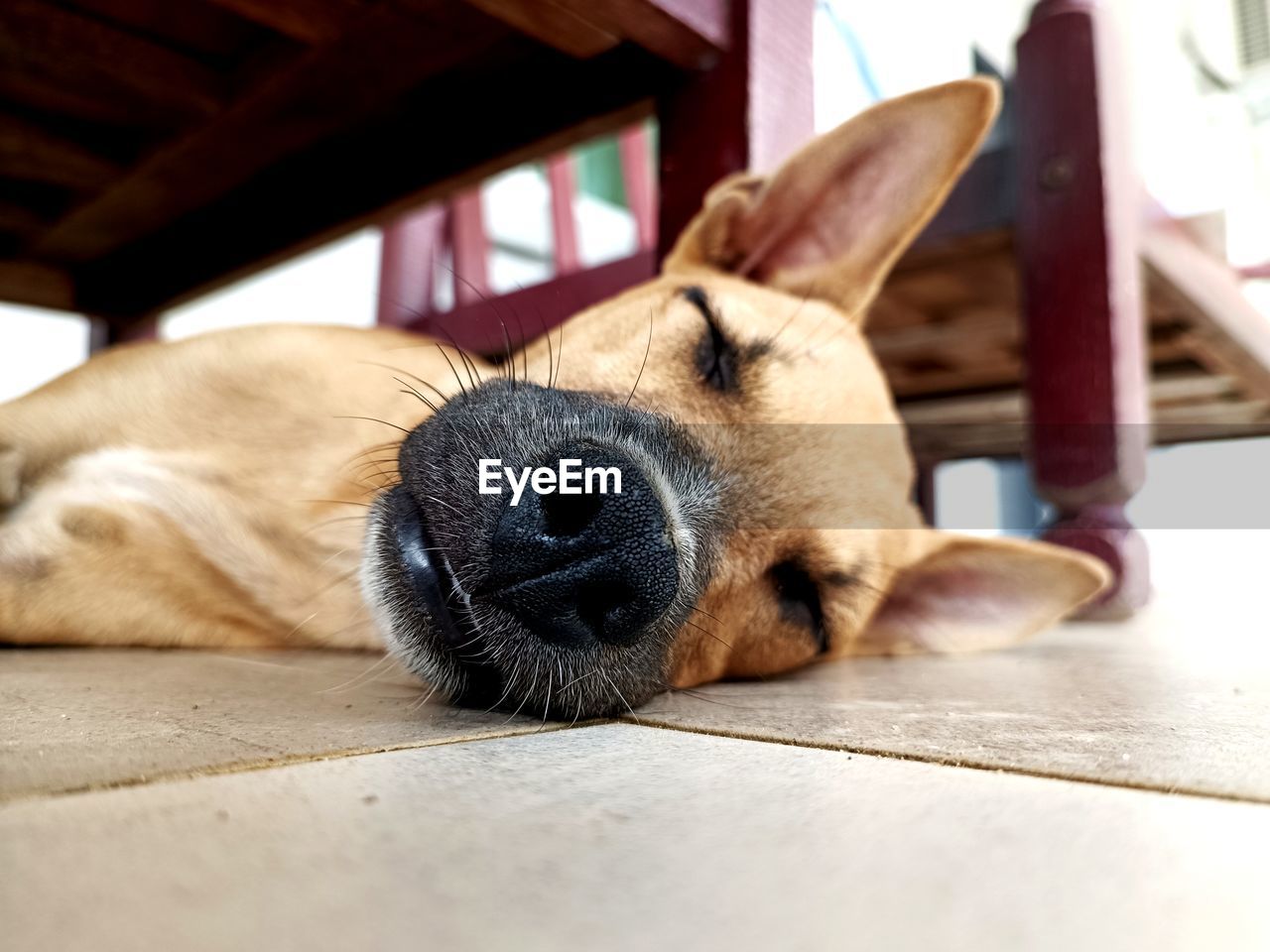 Male Dog Sleep on the Floo Animal One Animal Mammal Pet Domestic Animals Dog Animal Themes Canine Lying Down Animal Body Part Puppy No People Resting Nose Relaxation Flooring Indoors  Sleeping Animal Head  Portrait