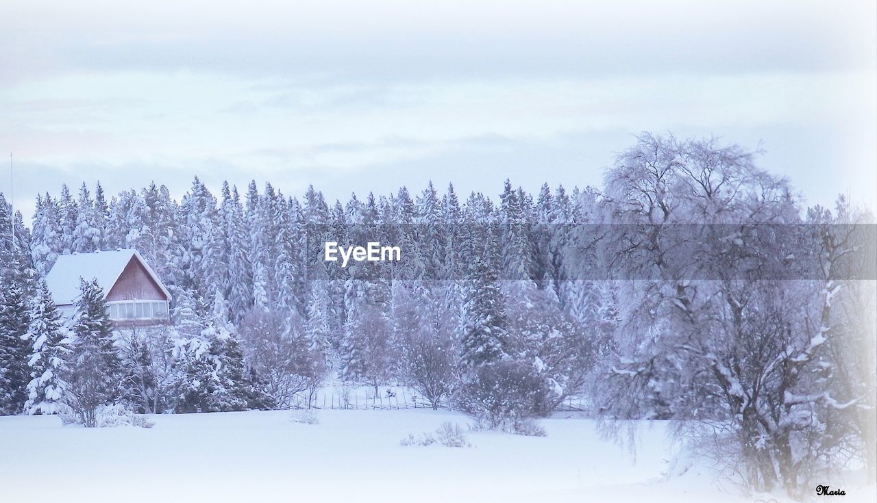 SNOW COVERED PLANTS ON FIELD AGAINST SKY