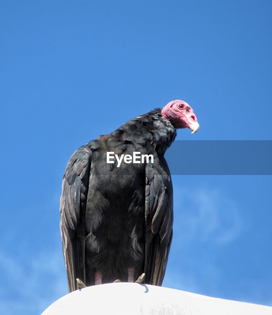 LOW ANGLE VIEW OF OWL PERCHING ON A BLUE SKY