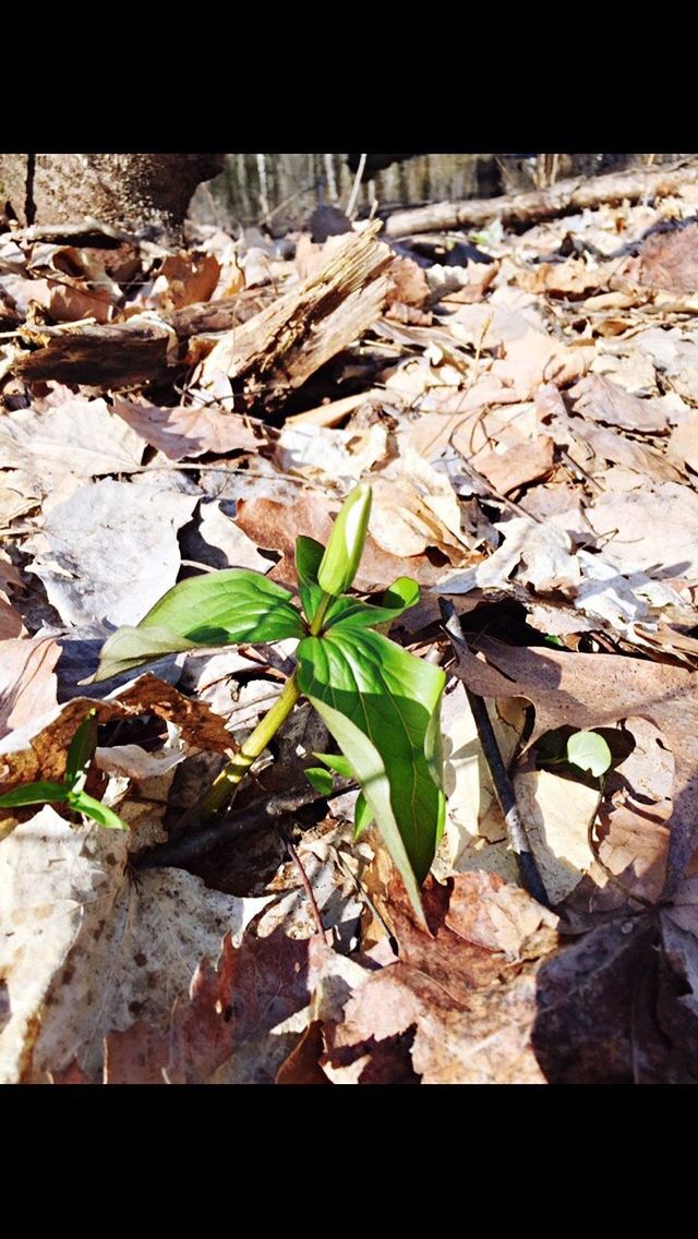 CLOSE UP OF LEAF