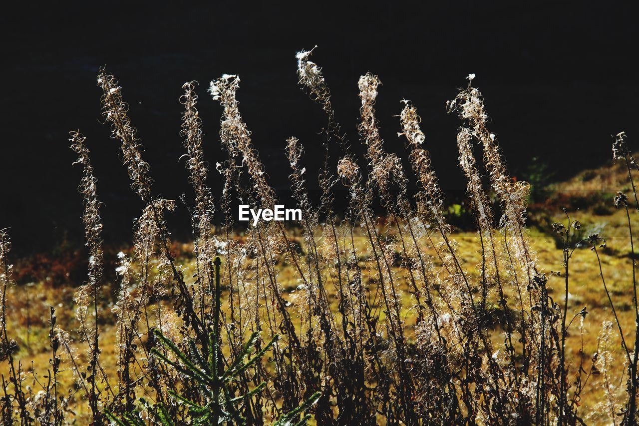 Close-up of plants