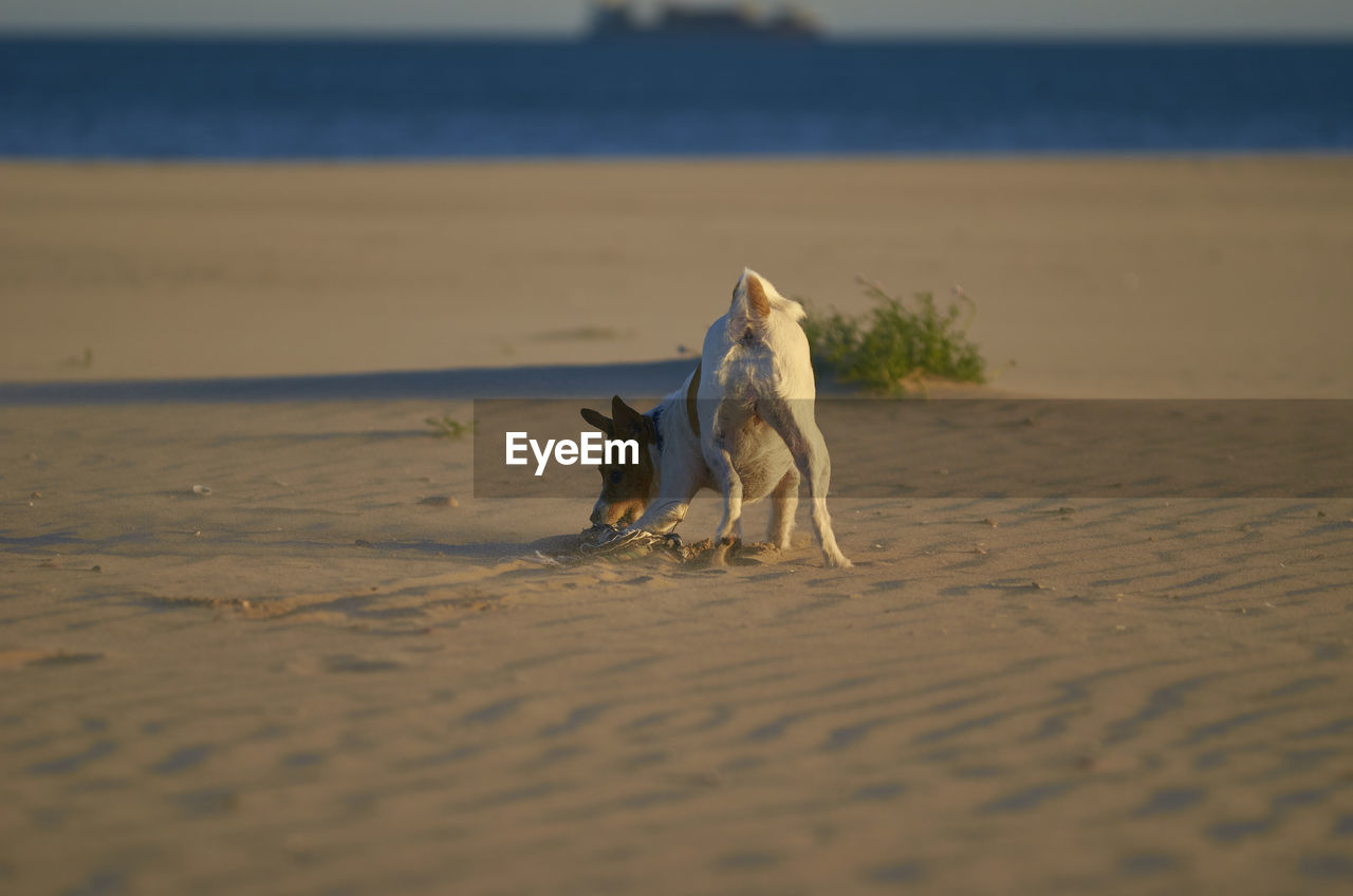 DOG ON BEACH