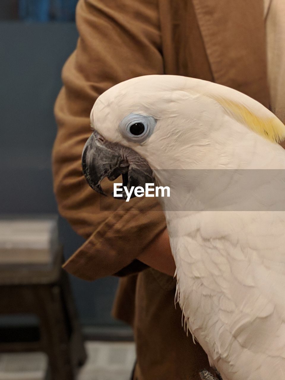 Close-up of a bird