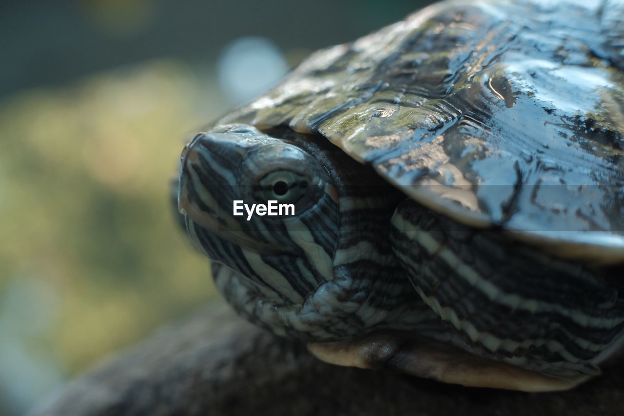 Close-up of tortoise