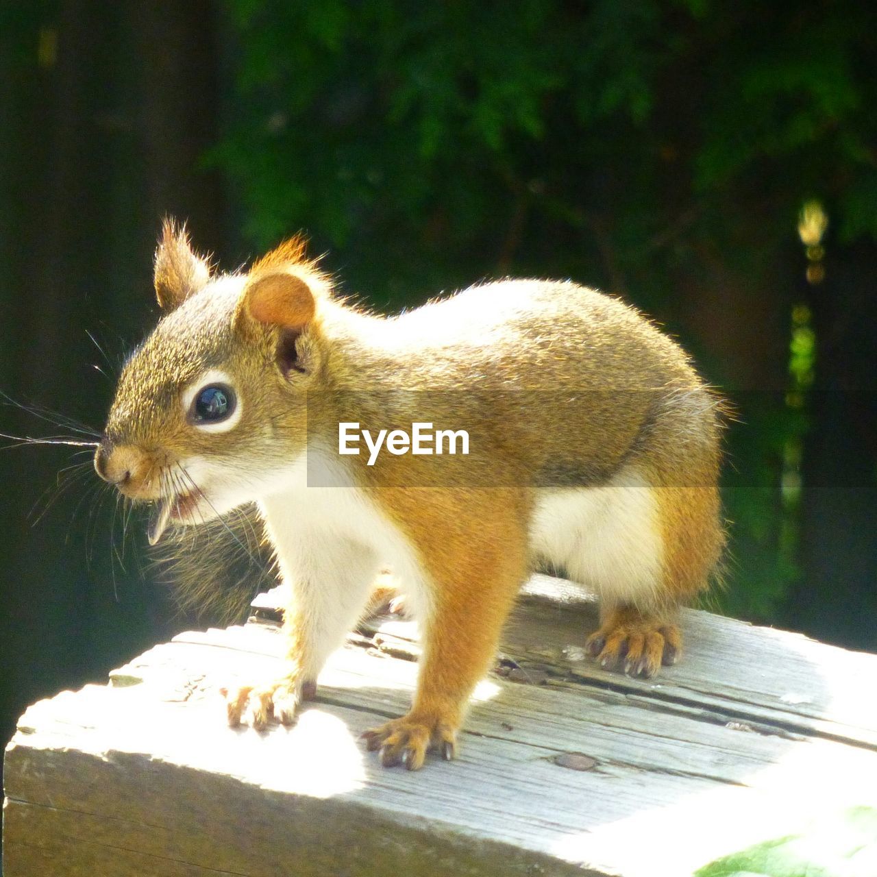 SIDE VIEW OF SQUIRREL ON LEAF