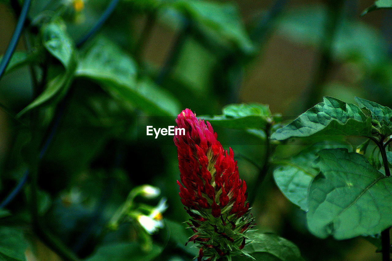 Close-up of red flowering plant