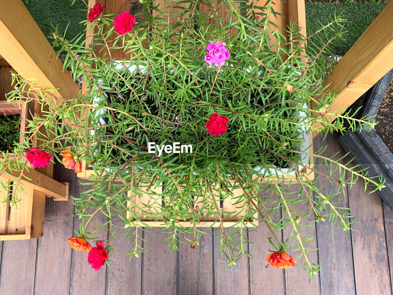 POTTED PLANTS HANGING ON HOUSE